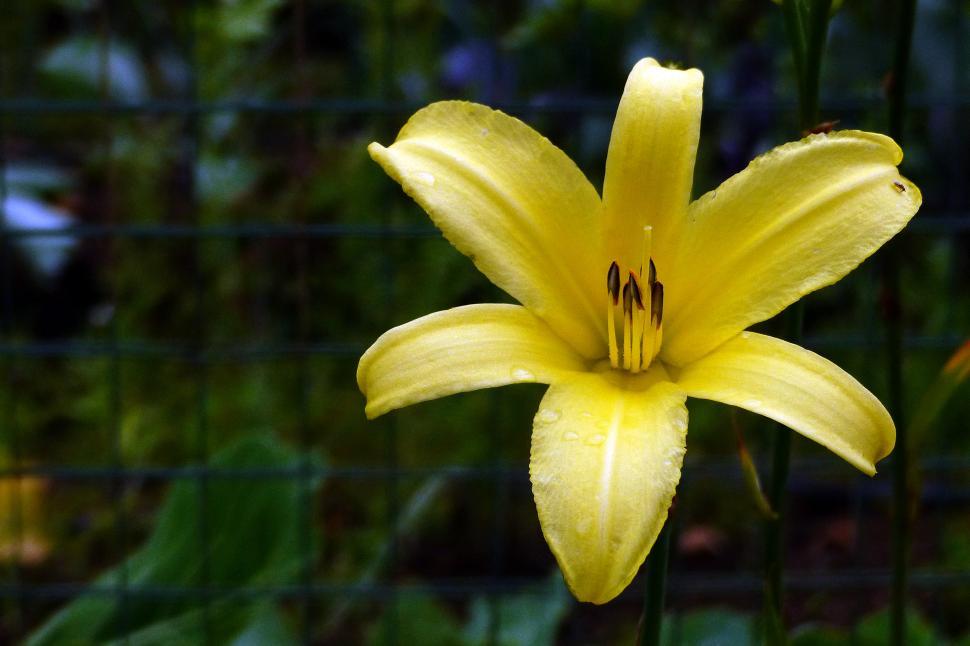 Free Image of Daylily  Captured Angel  