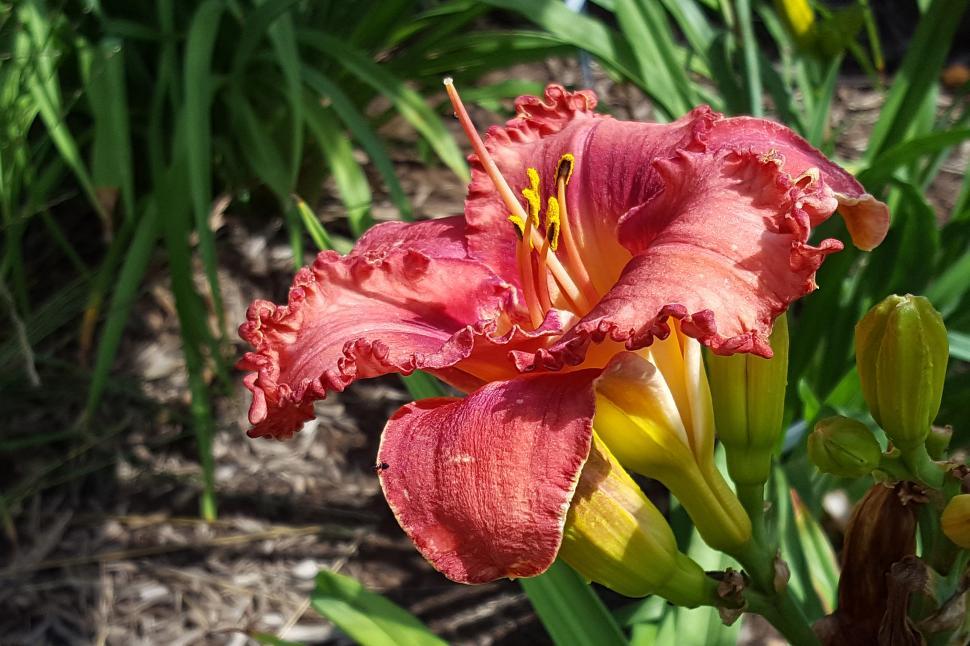 Free Image of Daylily  Tetrina s Daughter  