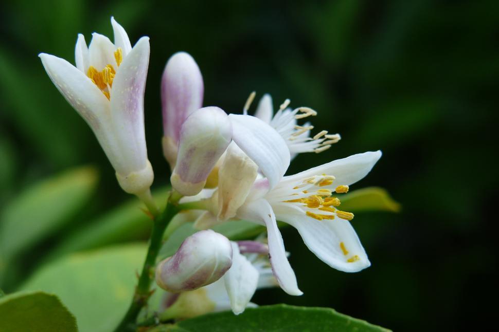 Free Image of Lemon Tree Blooms 