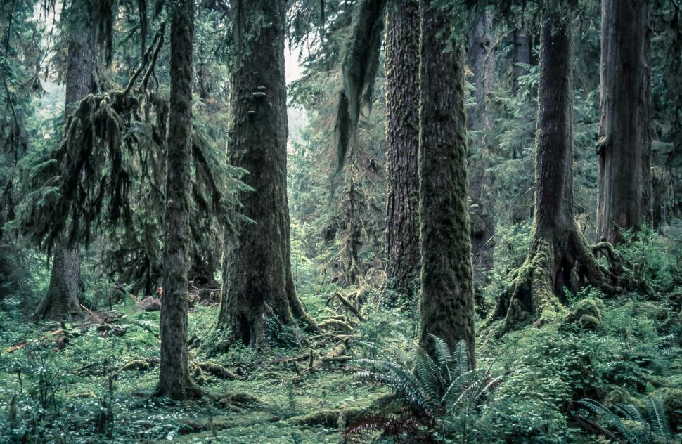 Free Image of Hoh Rainforest 