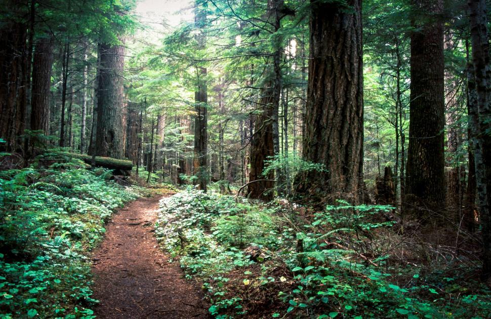 Free Image of Olympic rainforest 