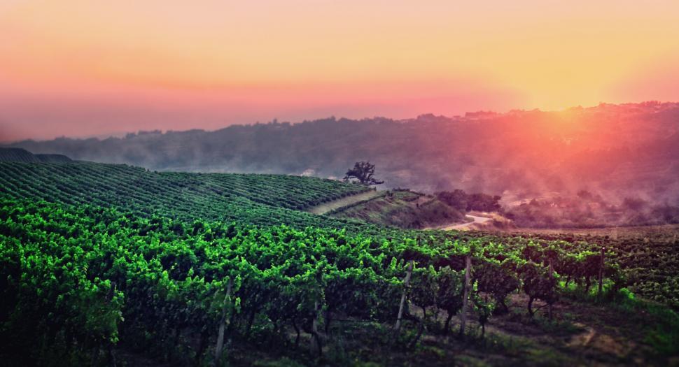 Free Image of A New Dawn is Breaking - A Vineyard in Central Portugal - Penalv 