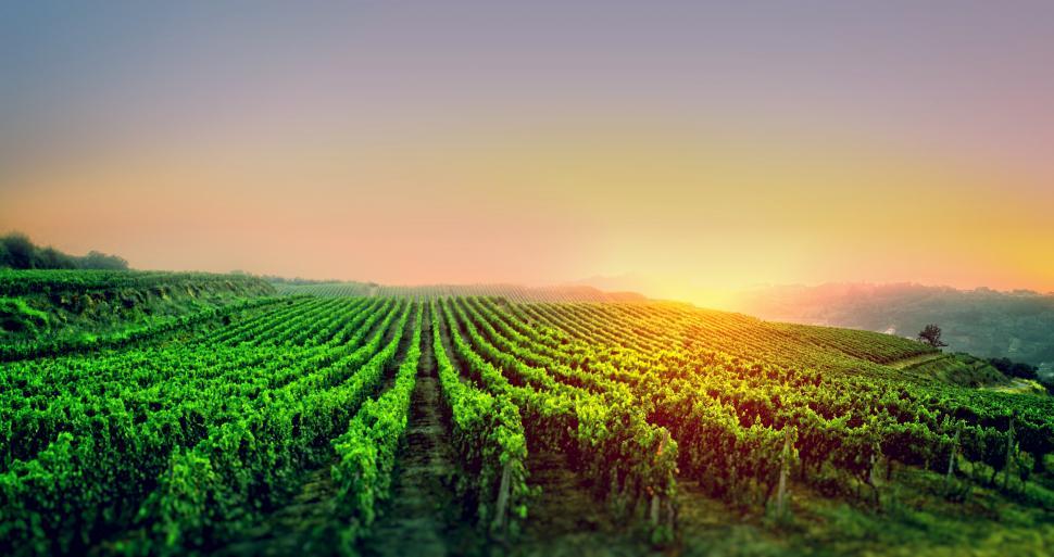 Free Image of Sunrise Over the Vineyard 