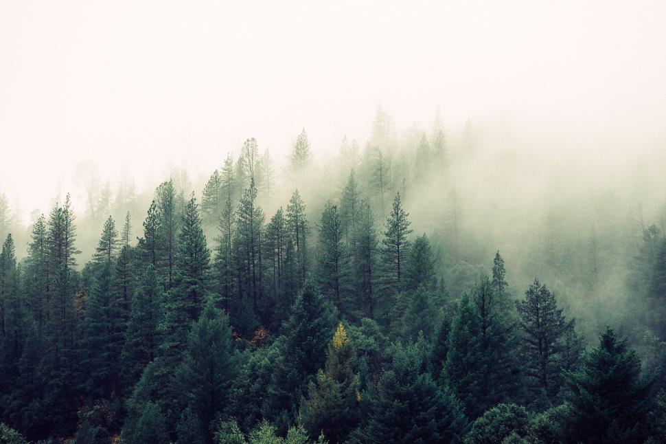 Free Image of Fog in the Forest 