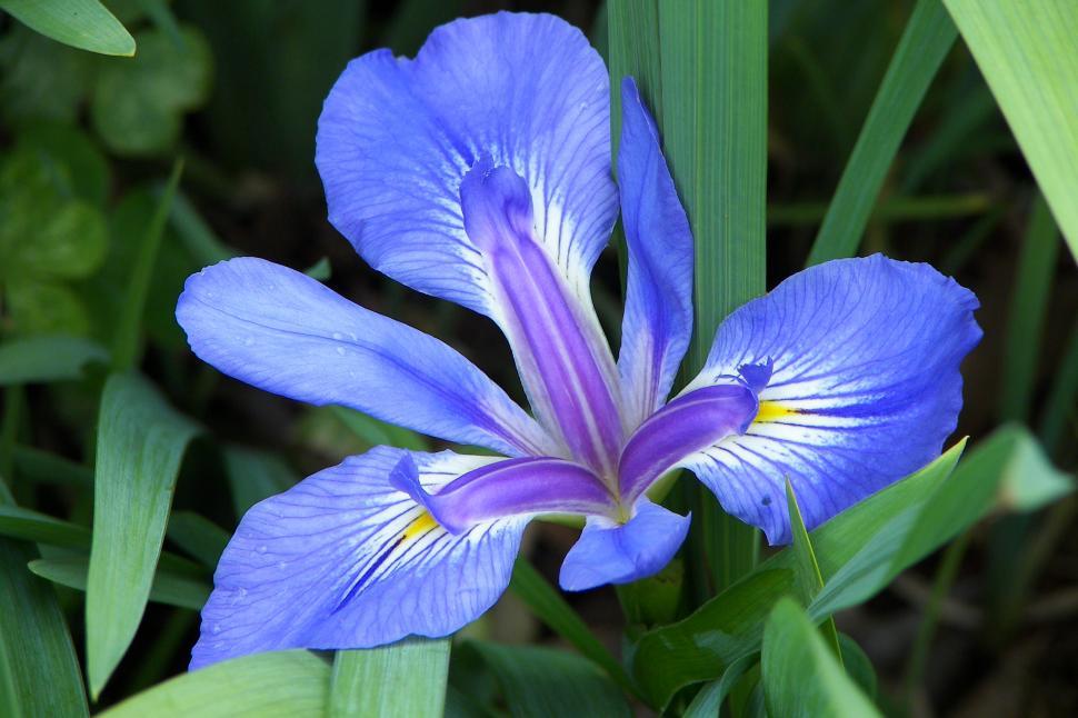 Free Image of Iris 