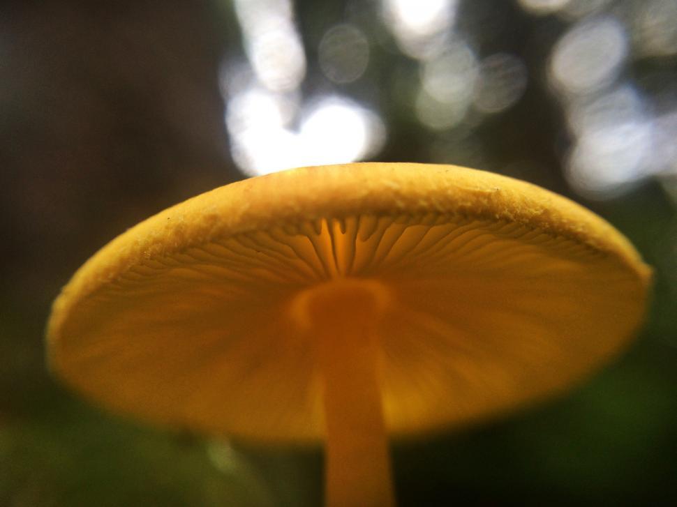 Free Image of The Magical Forest  