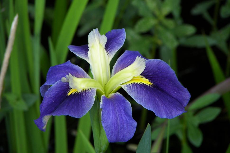 Free Image of Iris 