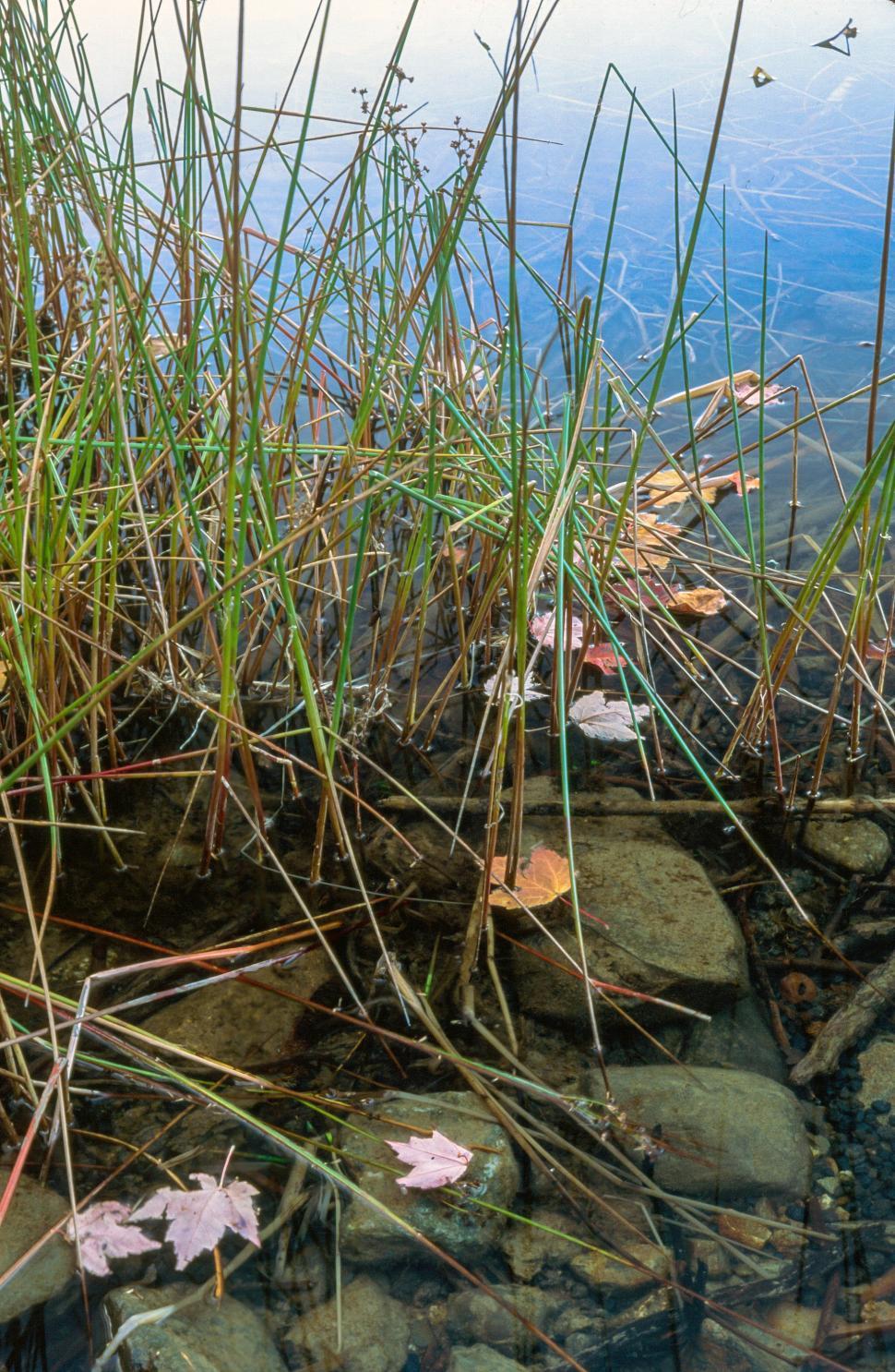 Free Image of Shorline reeds 