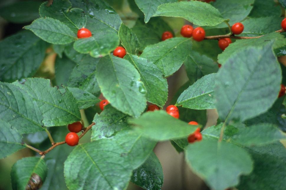 Free Image of Berries on Tree 