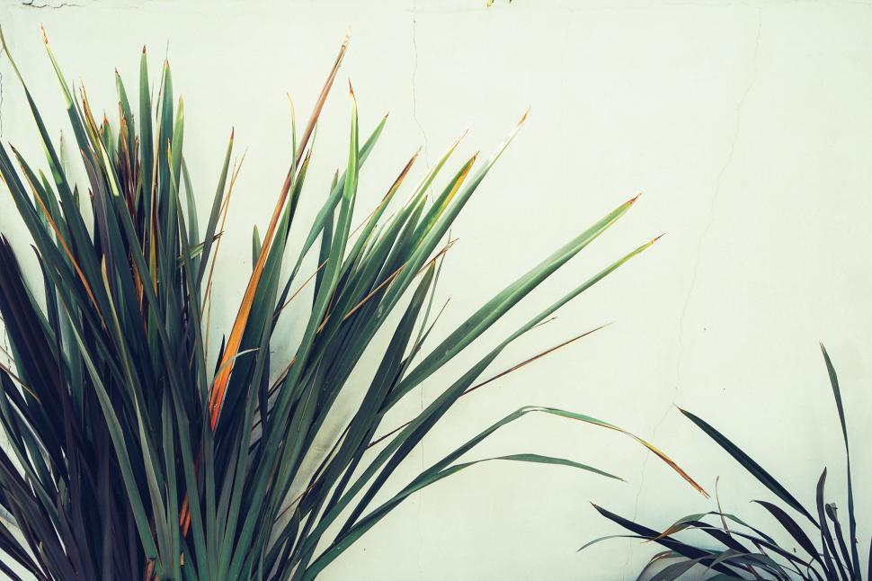 Free Image of Two Green Plants Growing Side by Side 
