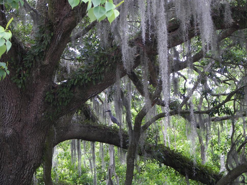 Free Image of Louisiana Swamps 