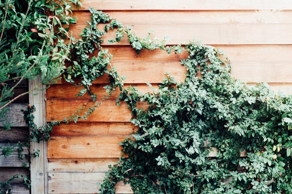 Free Image of Wooden Wall Covered in Vines Next to a Building 