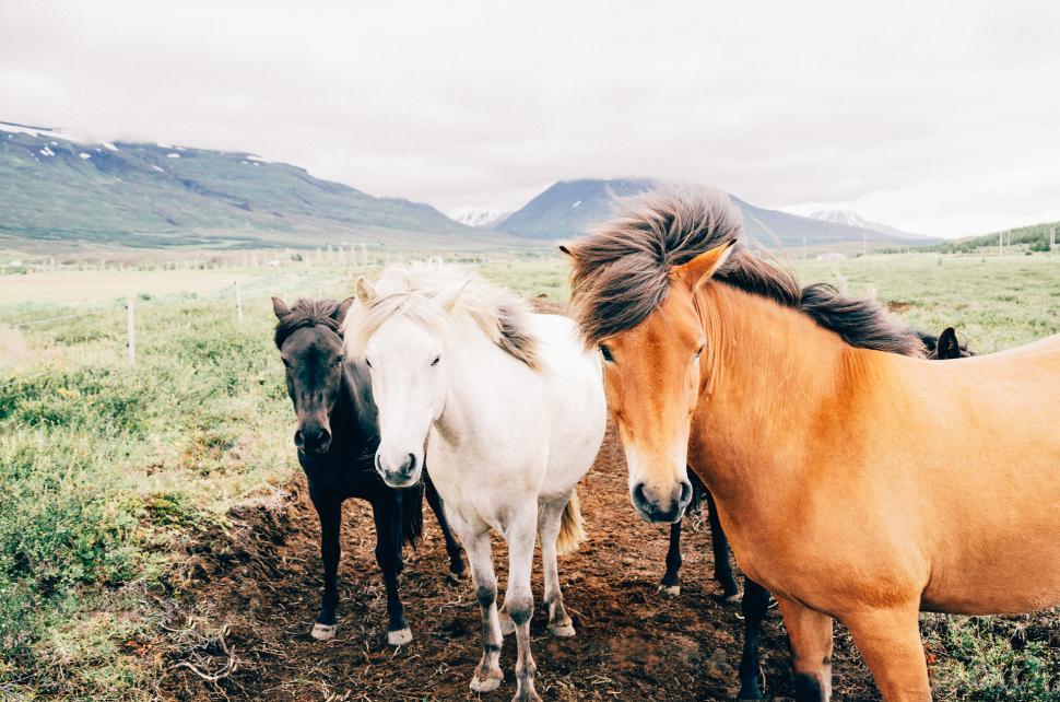 Free Image of Group of Horses Standing on Grass Covered Field 