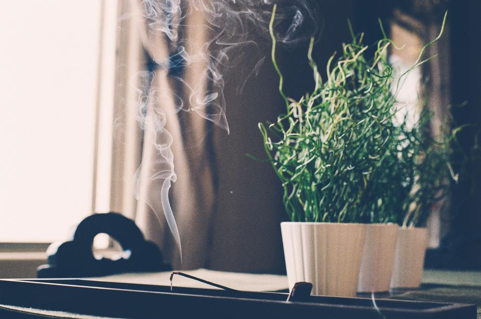 Free Image of Potted Plant on Table Next to Window 
