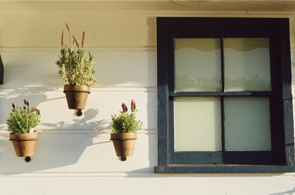 Free Image of Group of Potted Plants Hanging From Wall 