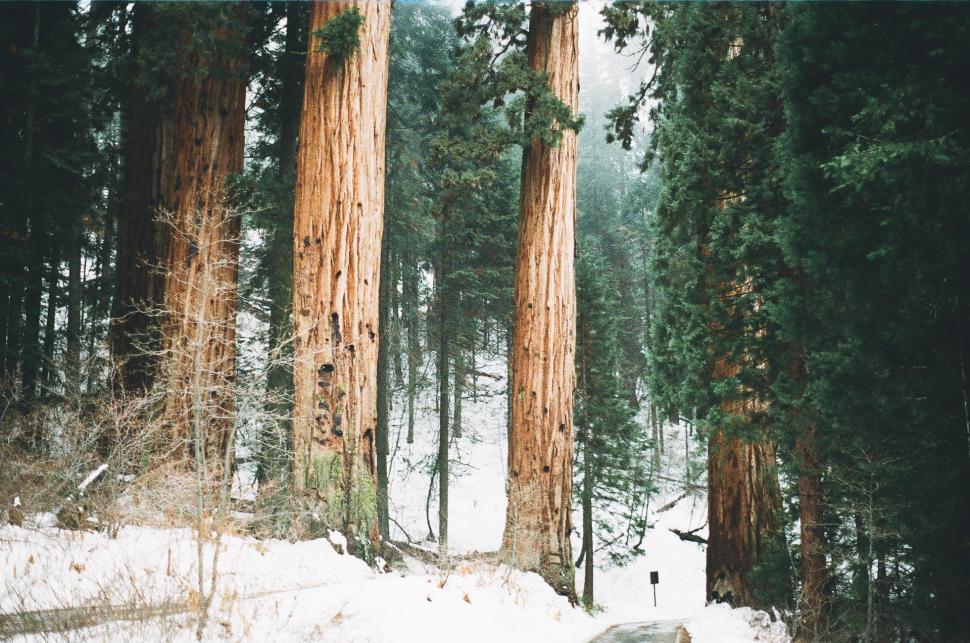 Free Image of Person Walking Through Snowy Forest 