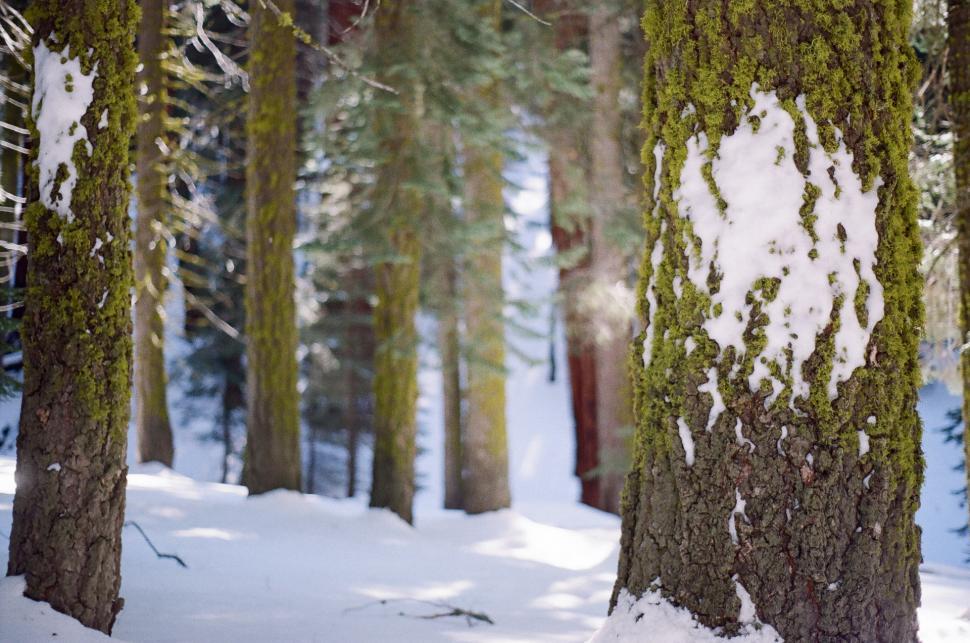Free Image of Man Skiing Down Snow Covered Slope 