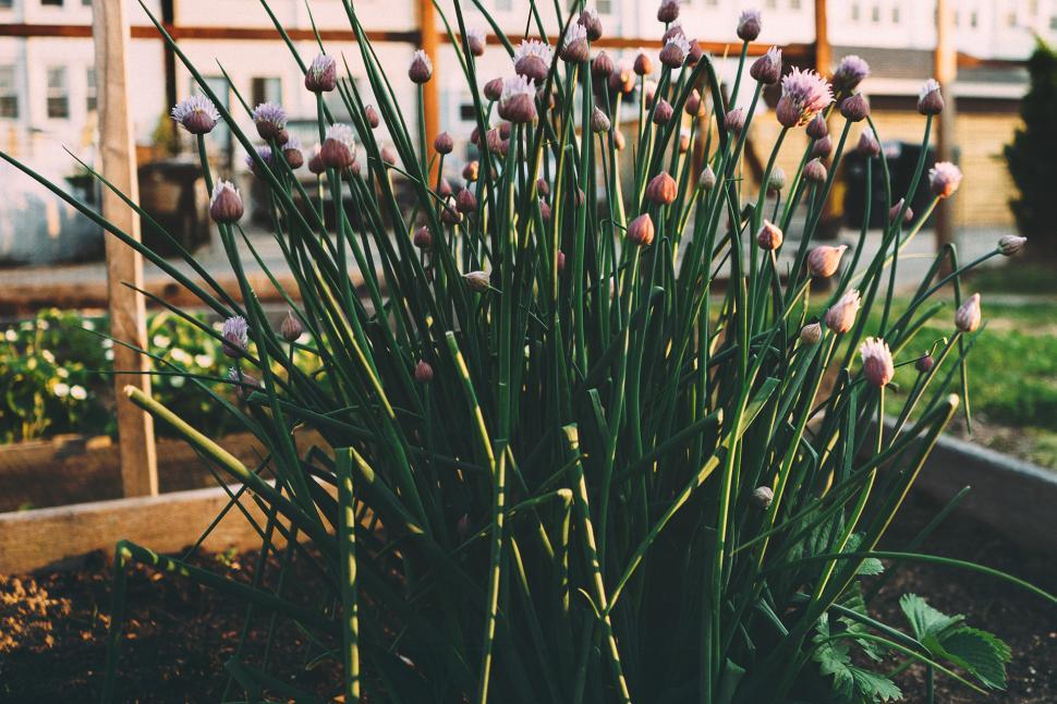 Free Image of Assorted Flowers in Planter 