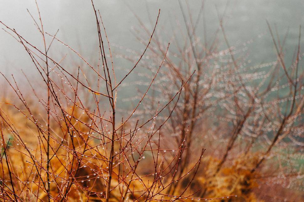 Free Image of Dewy Bush in Foggy Field 