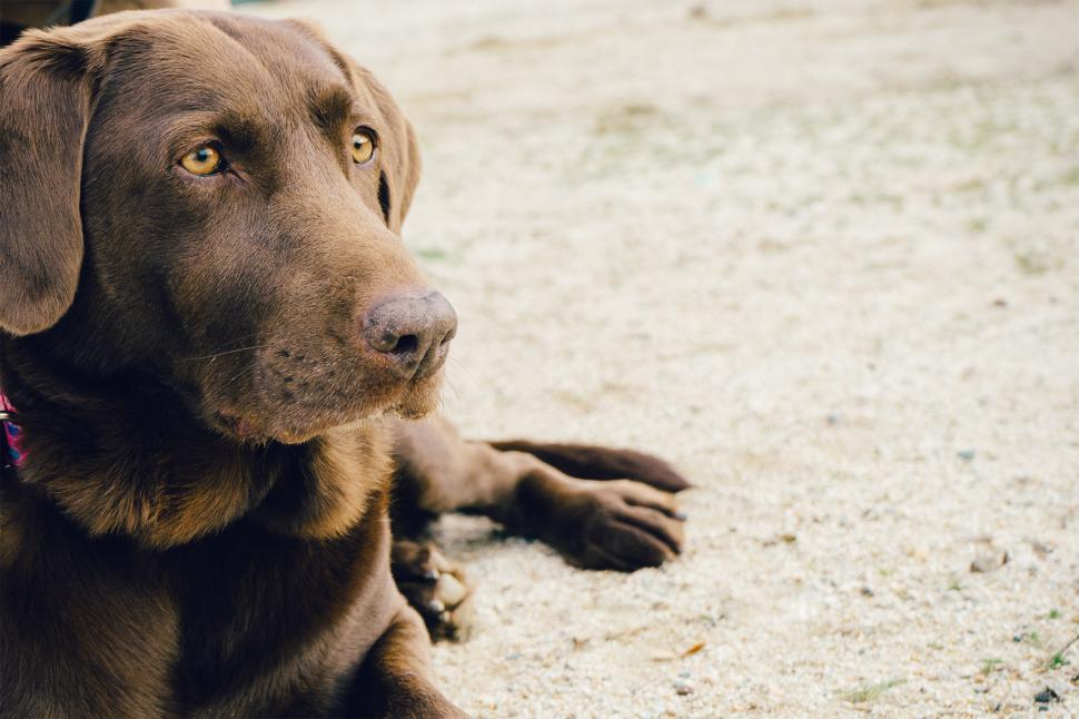 Free Image of Large Brown Dog Laying on Sandy Beach 