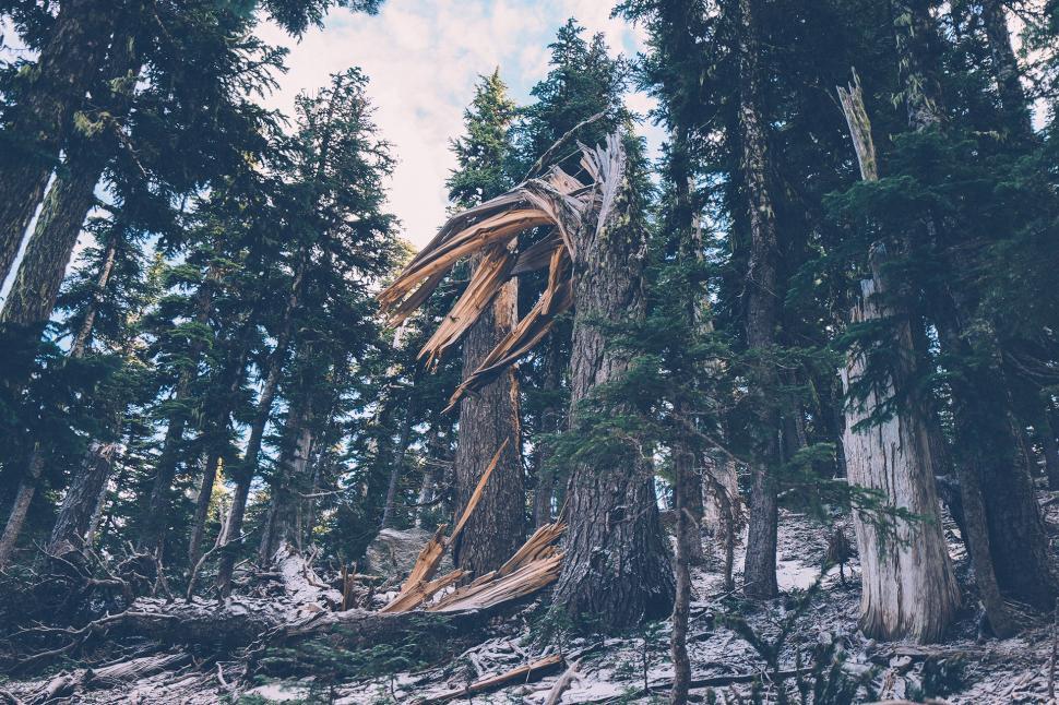 Free Image of Snow-Covered Forest Abundant With Trees 
