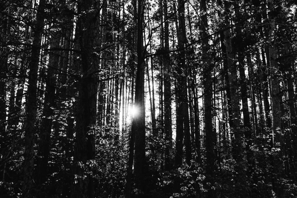 Free Image of Sun Shining Through Trees in Forest 