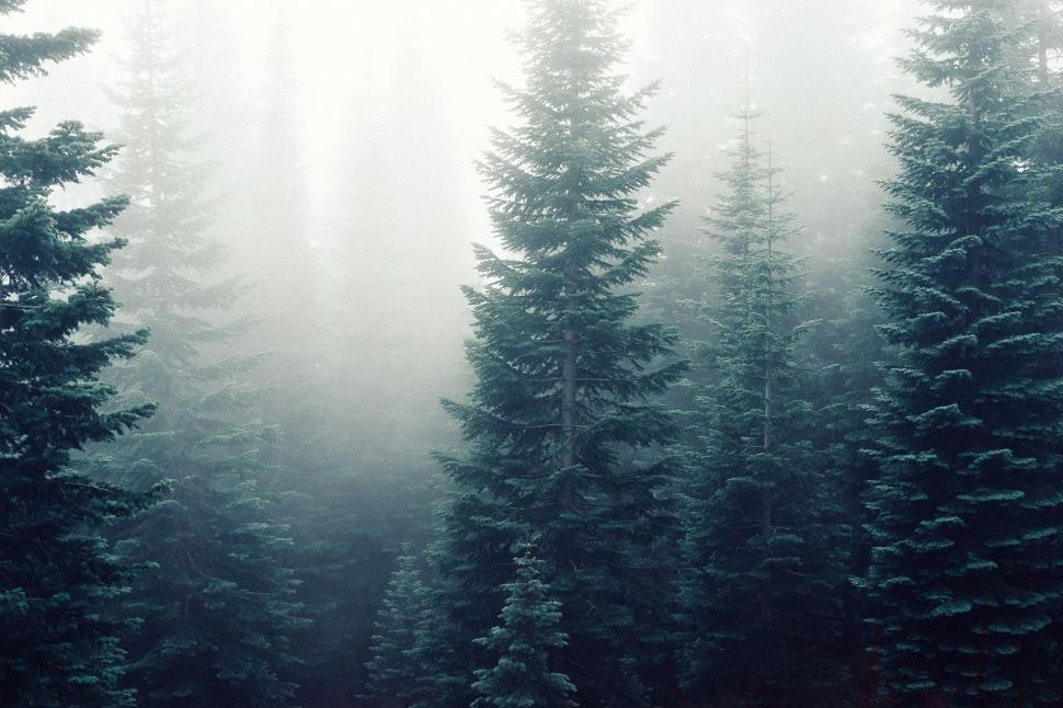 Free Image of Dense Pine Forest in Rural Area 