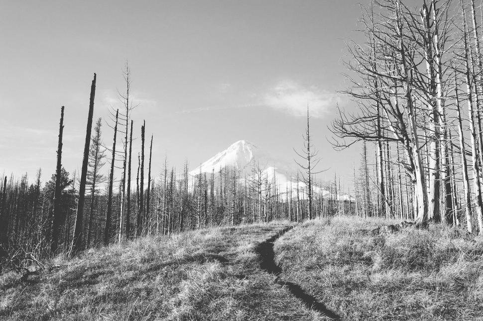 Free Image of A Scenic Trail Through the Woods 