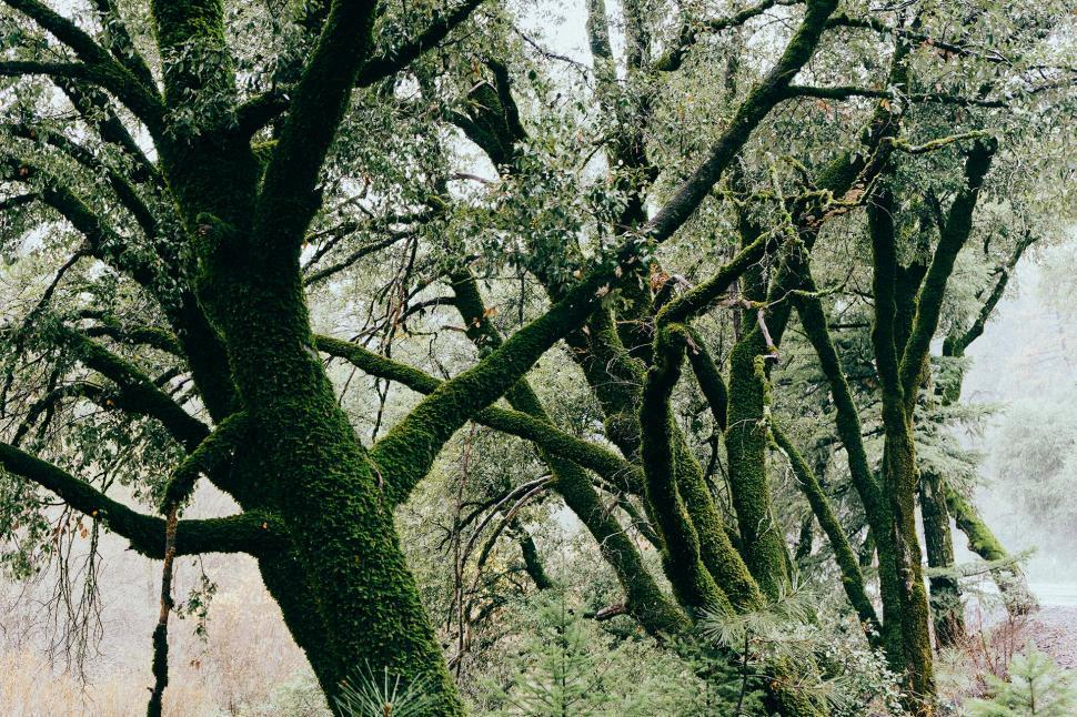 Free Image of Birds Perched on Tree Branches 