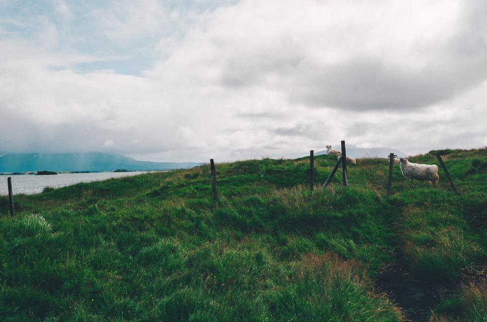 Free Image of White Horse Standing on Lush Green Hillside 