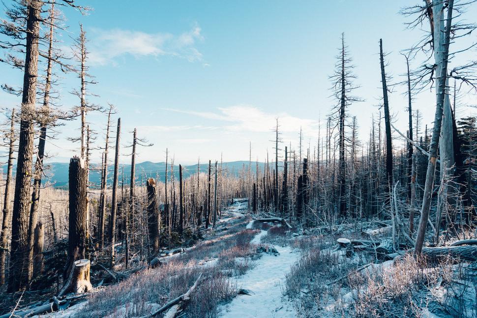 Free Image of Snow Covered Path in Forest 