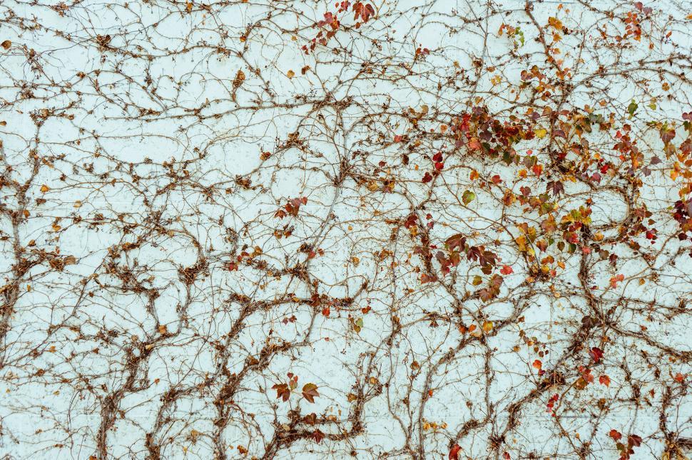 Free Image of Close Up of a Tree With Brown Leaves 