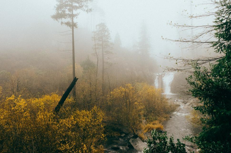 Free Image of Misty Forest With Dense Trees 