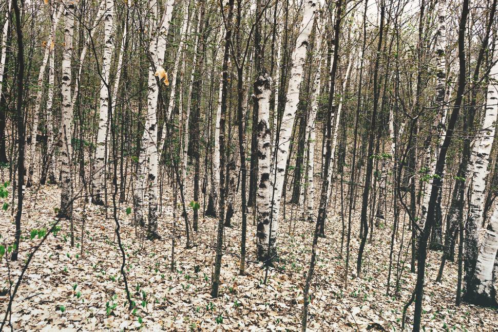 Free Image of Towering Trees in a Dense Forest 