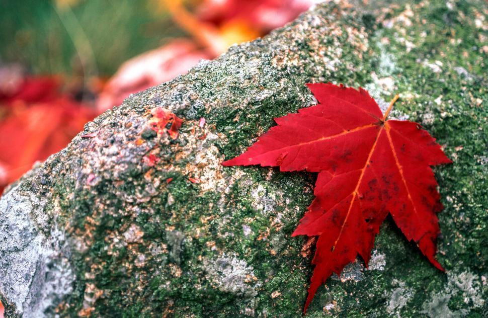 Free Image of Red Maple Leaf 