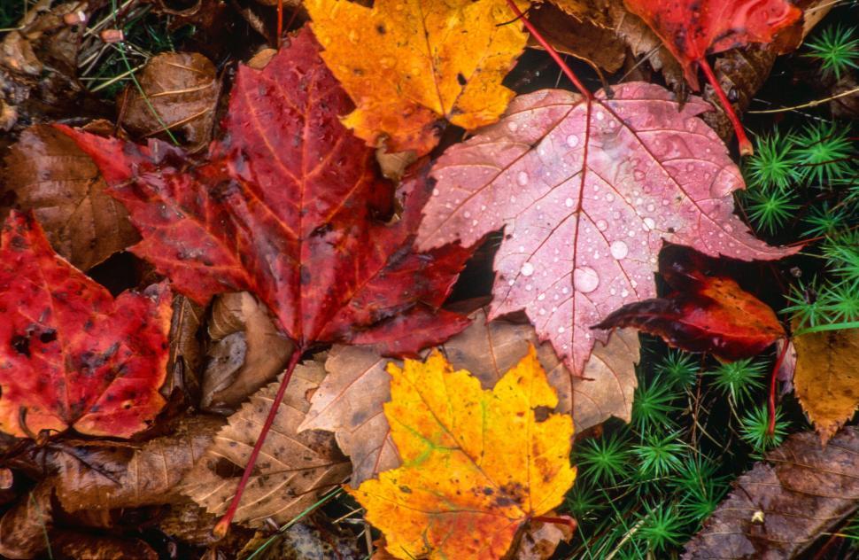 Free Image of Colorful Wet Fall foliage 