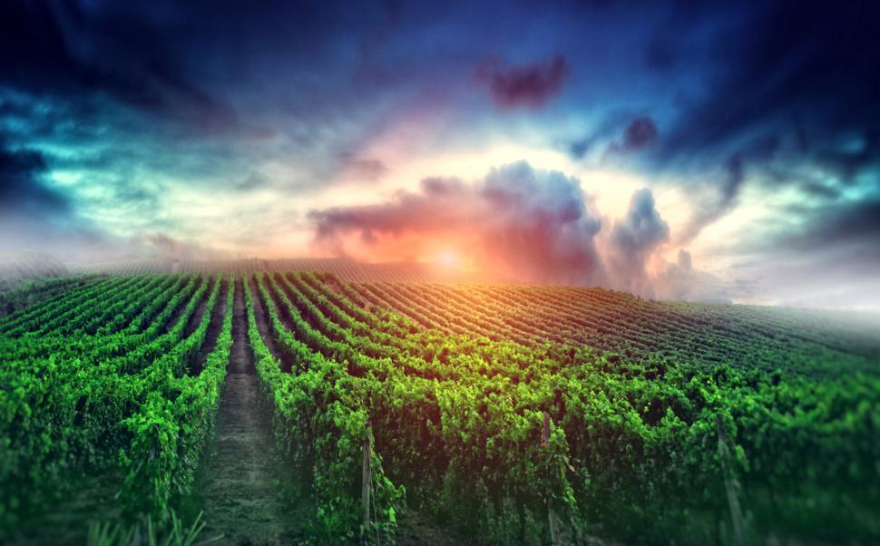 Free Image of Cloudy Sunrise over the Vineyard - Wine and Winemaking 