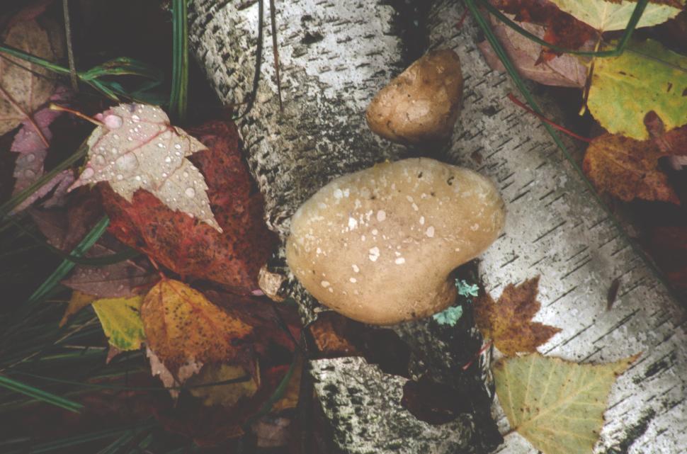 Free Image of Wet forest leaves, trees, mushrooms 