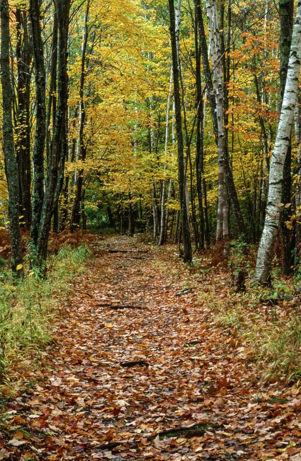 Free Image of Scenic View Of Autumn Birch Forest 