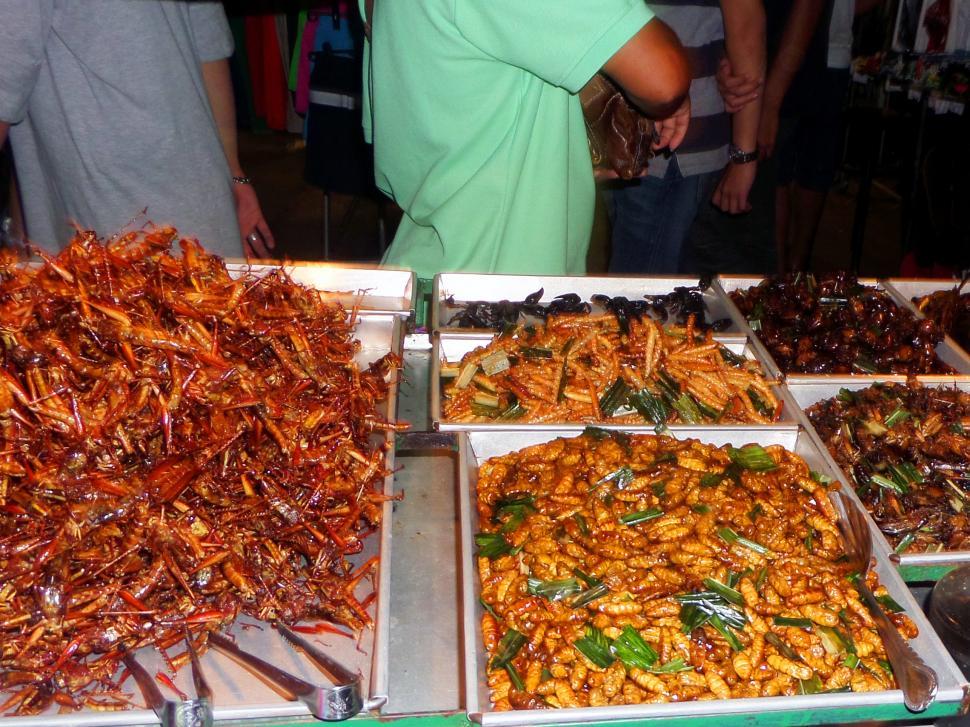 Free Image of Edible bugs 