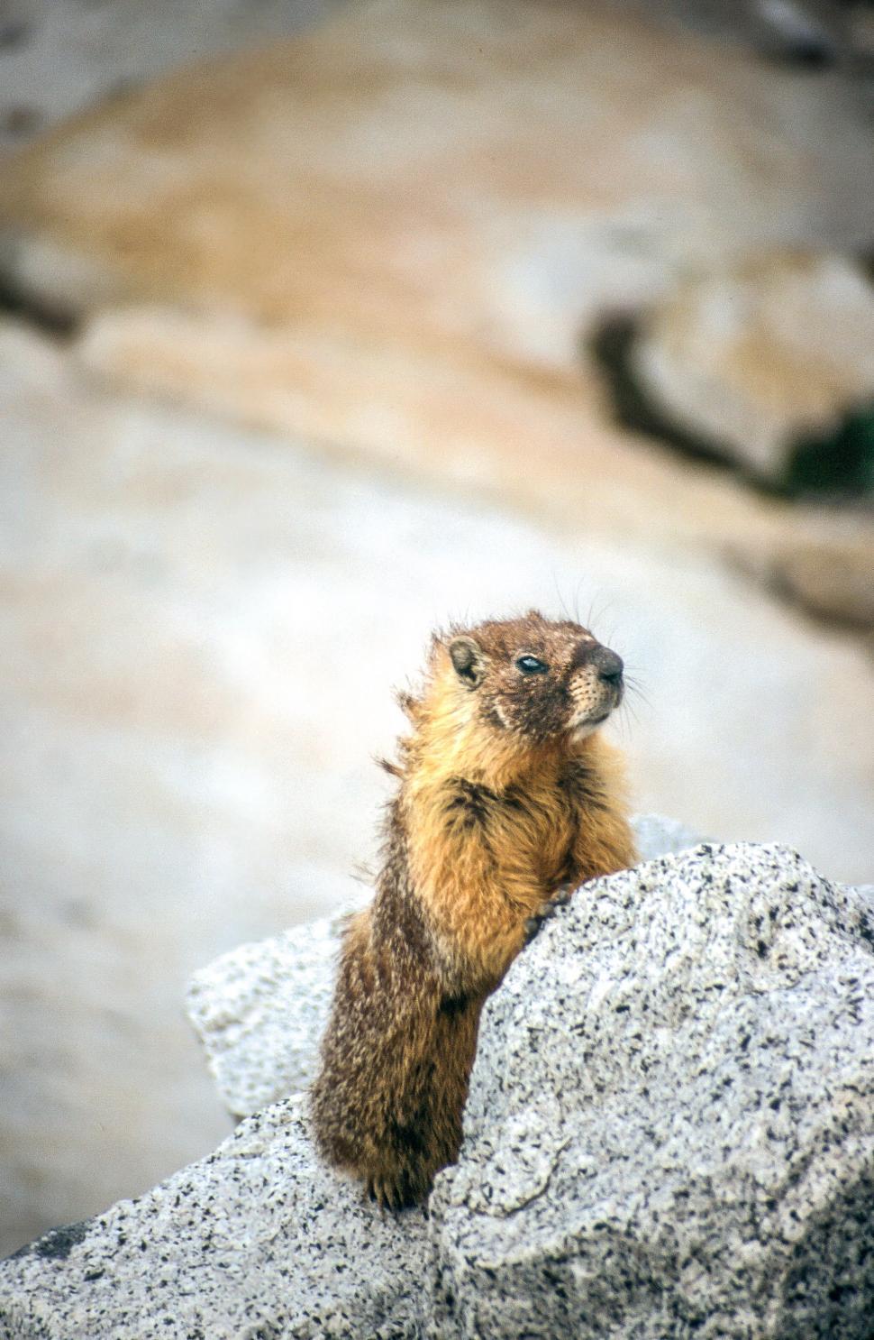 Free Image of Marmot in Yosemite 