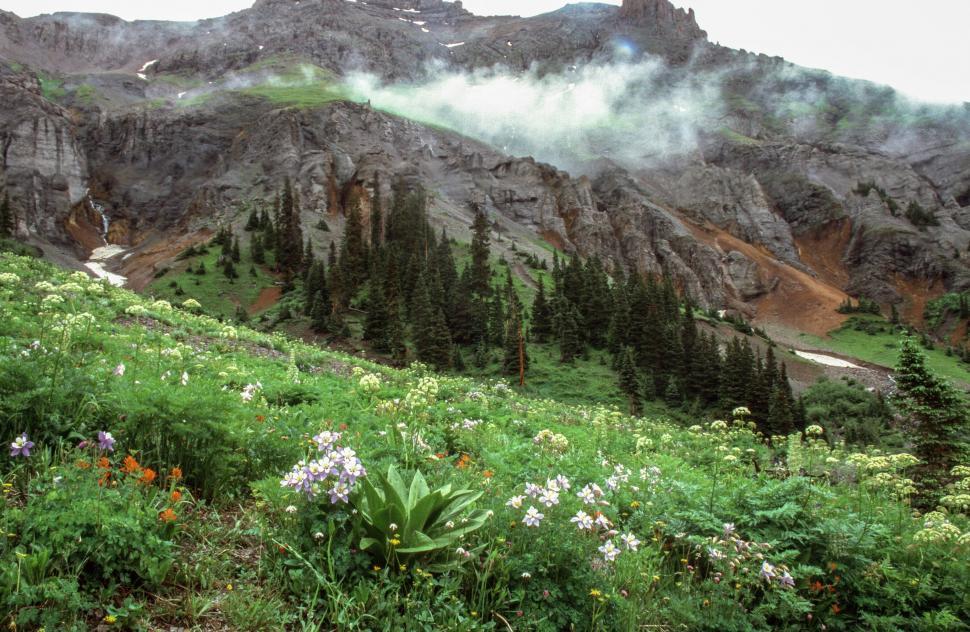 Free Image of Flower Field 