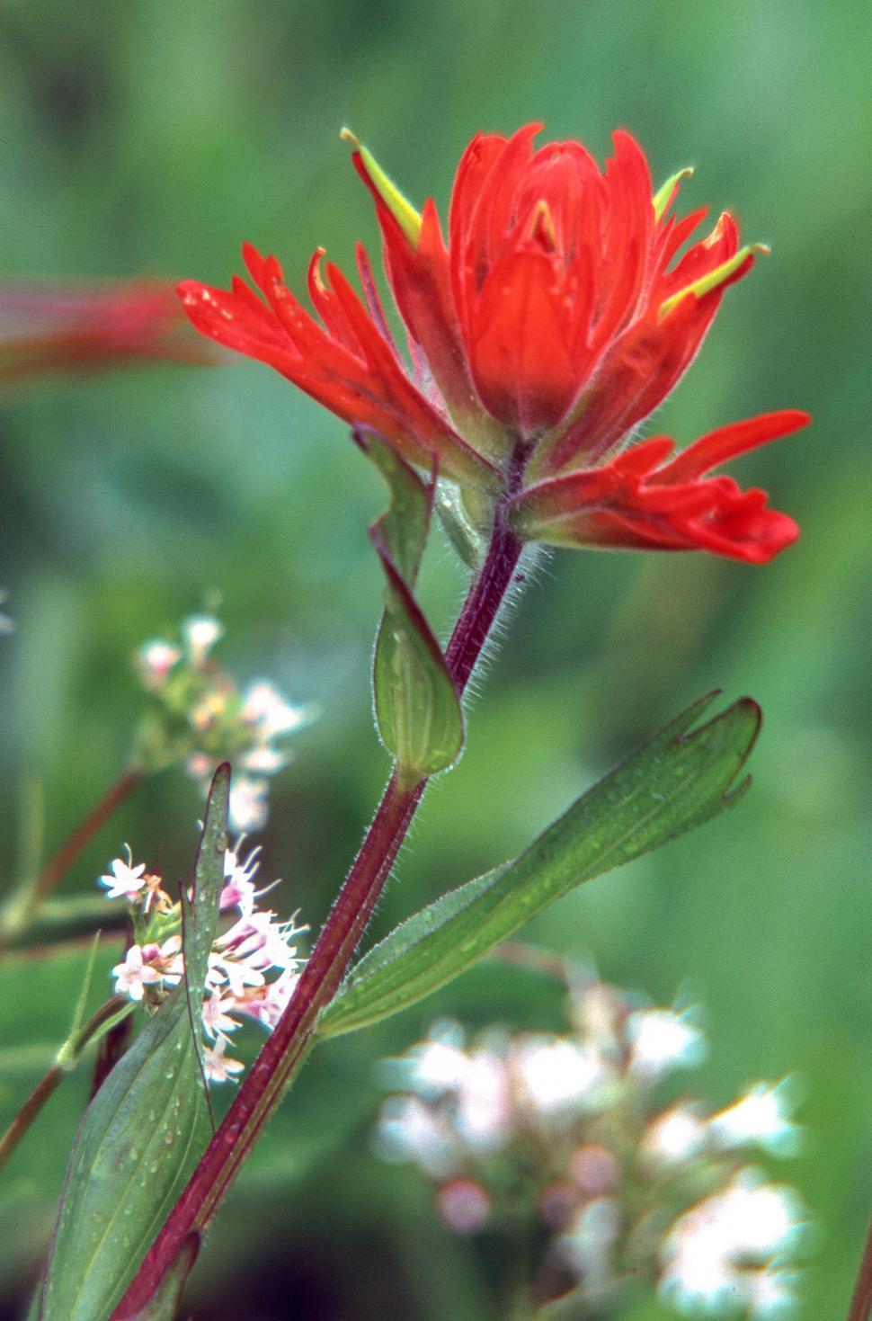 Free Image of Indian Paintbrush 