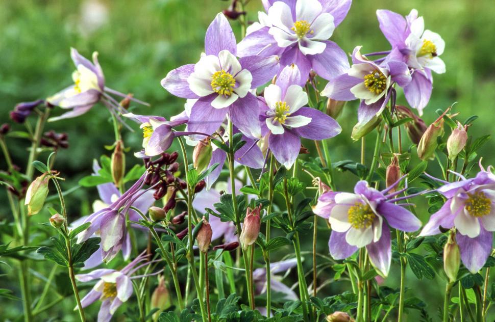 Free Image of White and lavender columbine flowers 