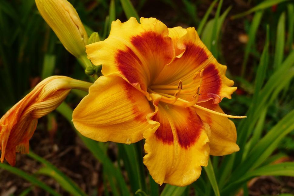 Free Image of Day Lily  Jedi Tequila Sunrise  Flower 