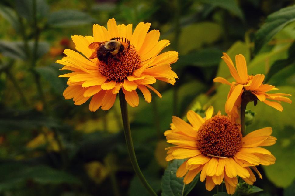Free Image of Honey Bee and Yellow Flowers 