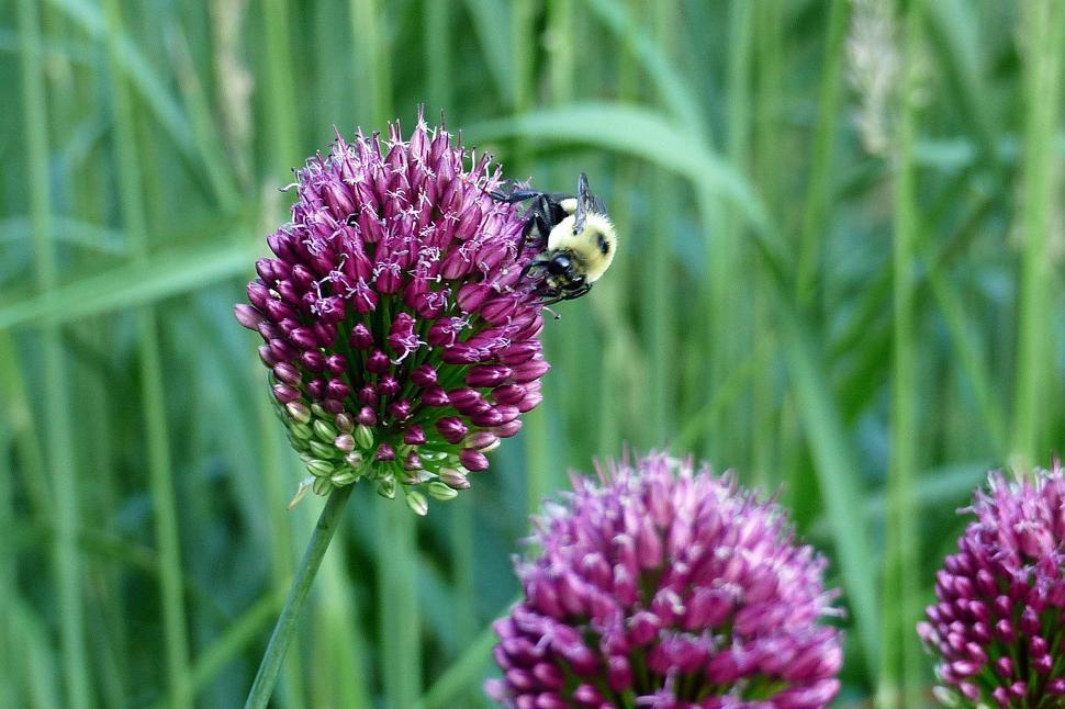 Free Image of Honey Bee 