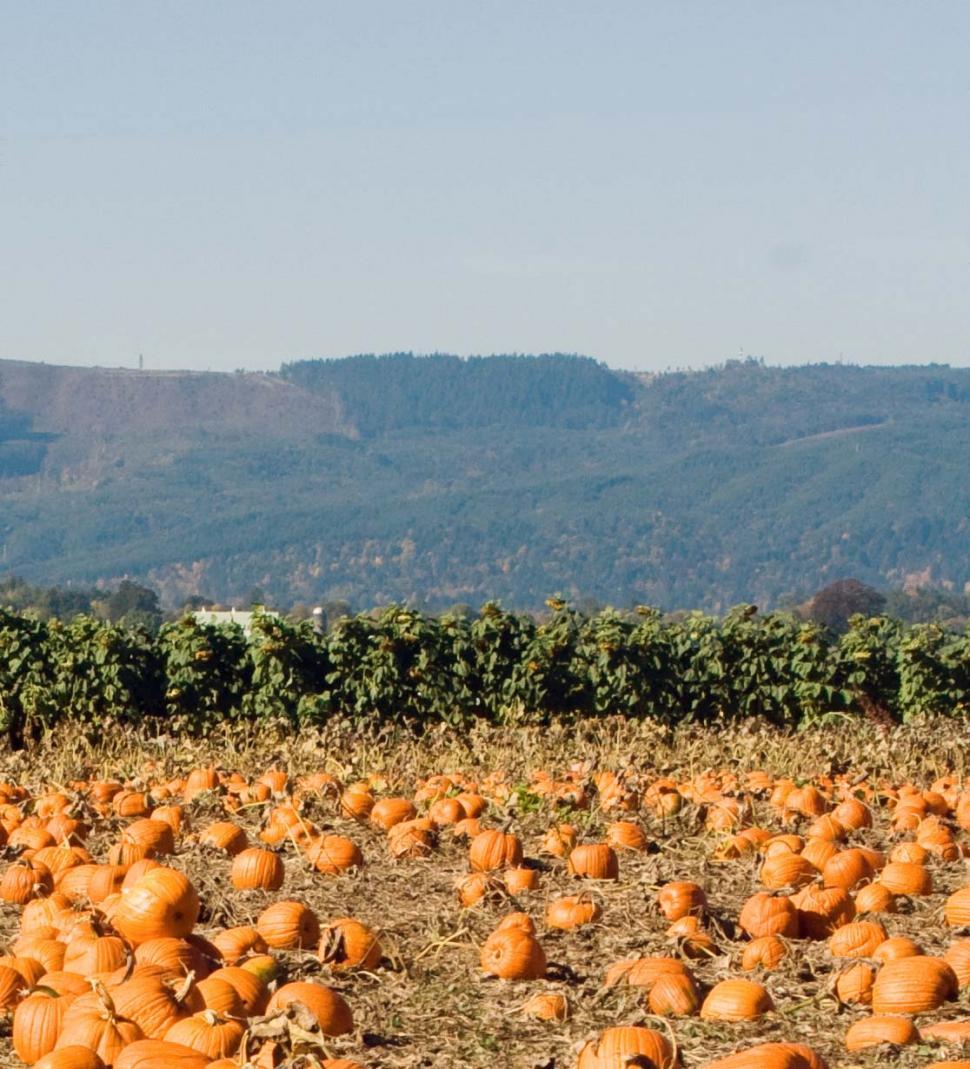 Free Image of pumpkin patch 1 