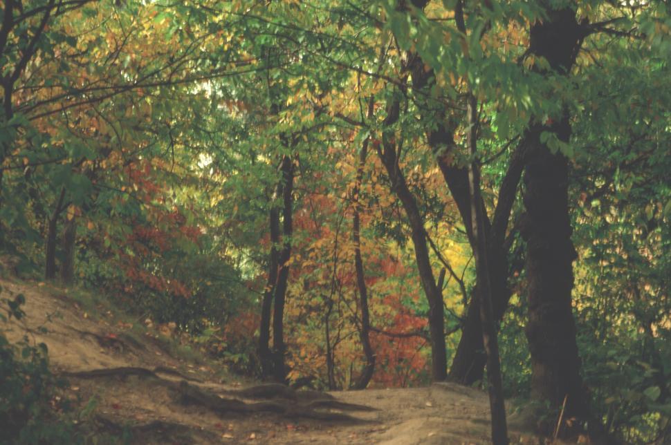 Free Image of Autumn in New York City Background 