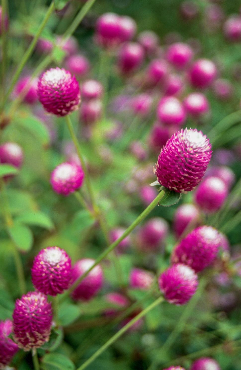 Free Image of Allium sphaerocephalon 